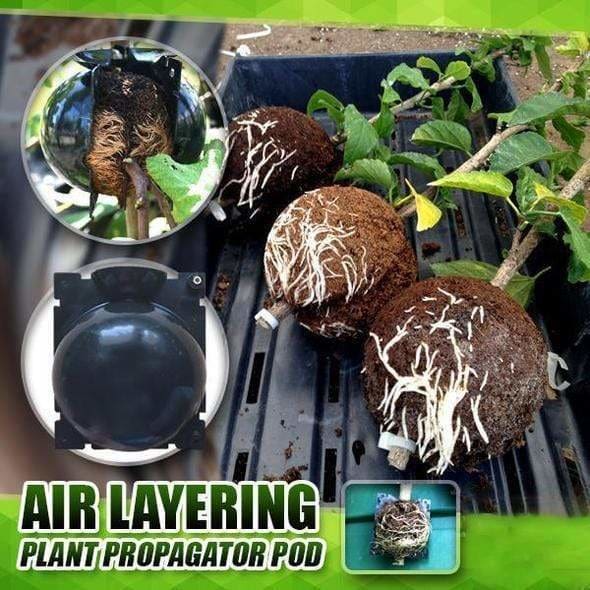 Plant Growing Box